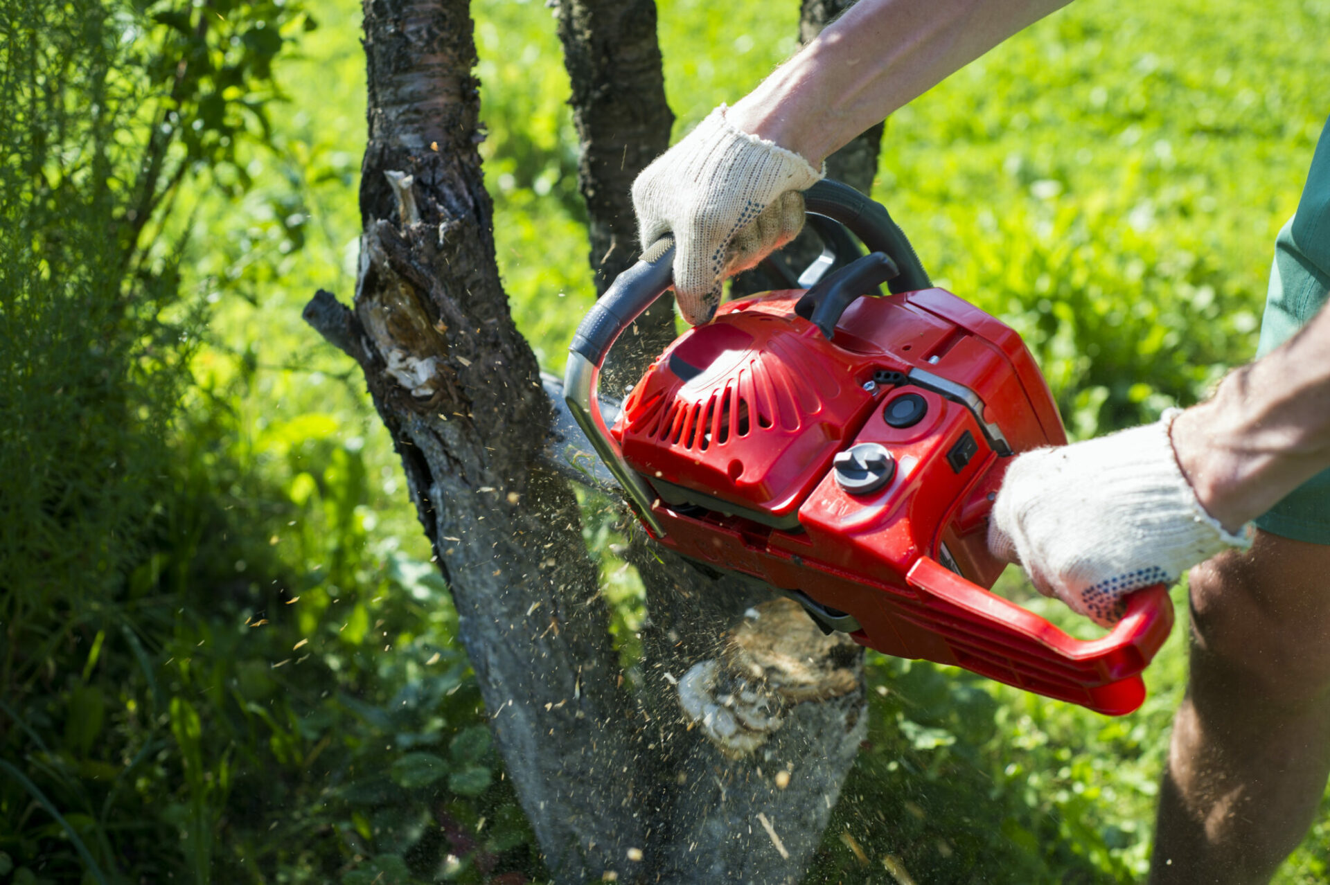 How Much Does Tree Removal Cost?