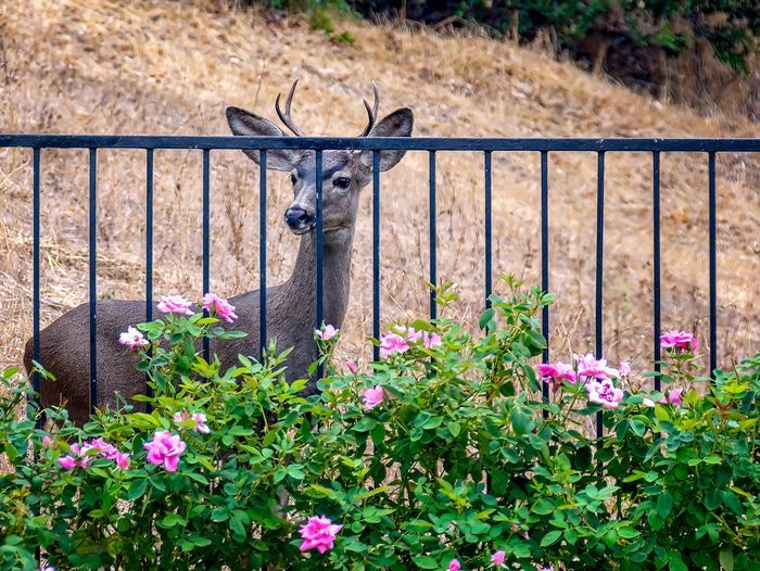 a deer on the other side of a fence