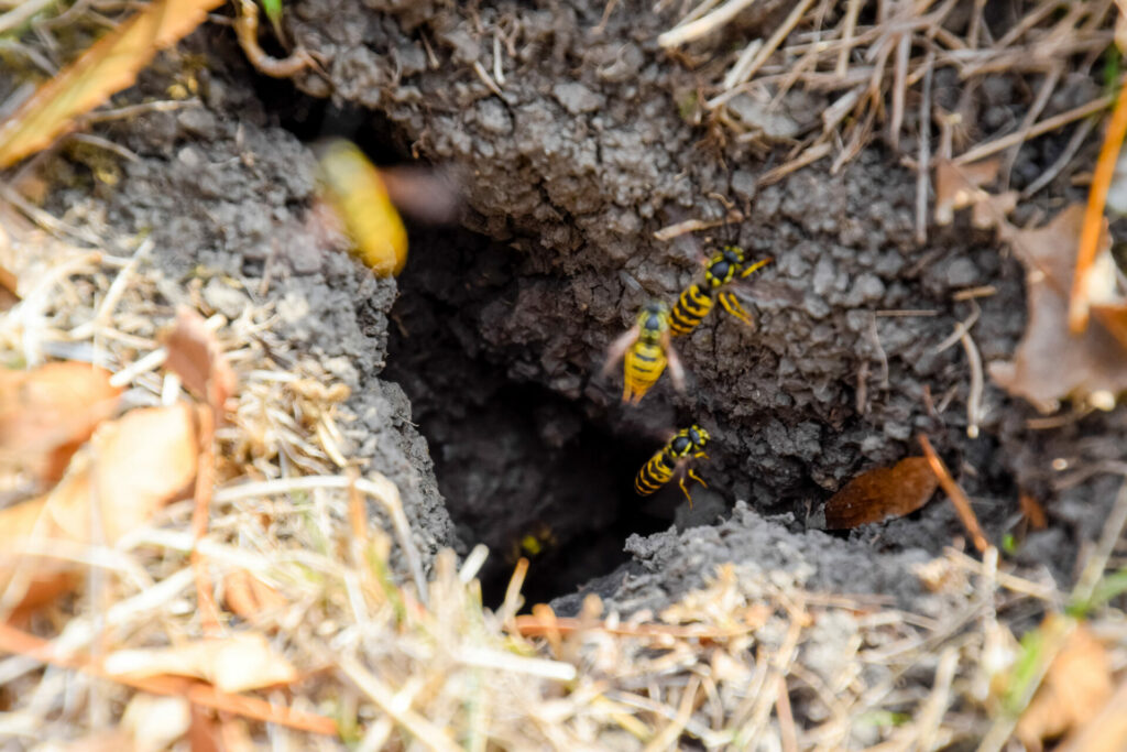 How To Get Rid of Ground Bees