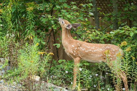 how_to_deer_proof_small_trees_iStock_803540608