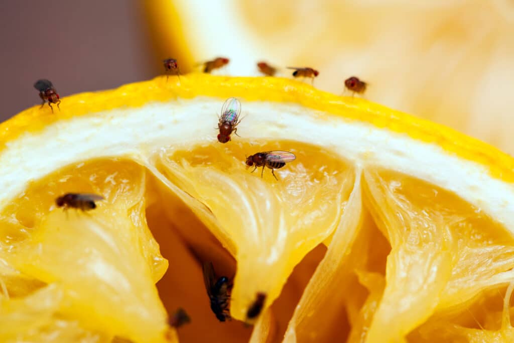 How To Get Rid of Gnats