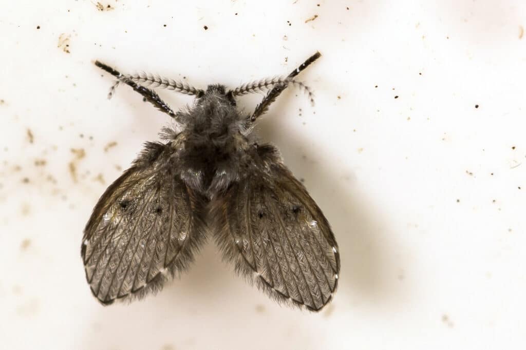 How To Get Rid of Drain Flies