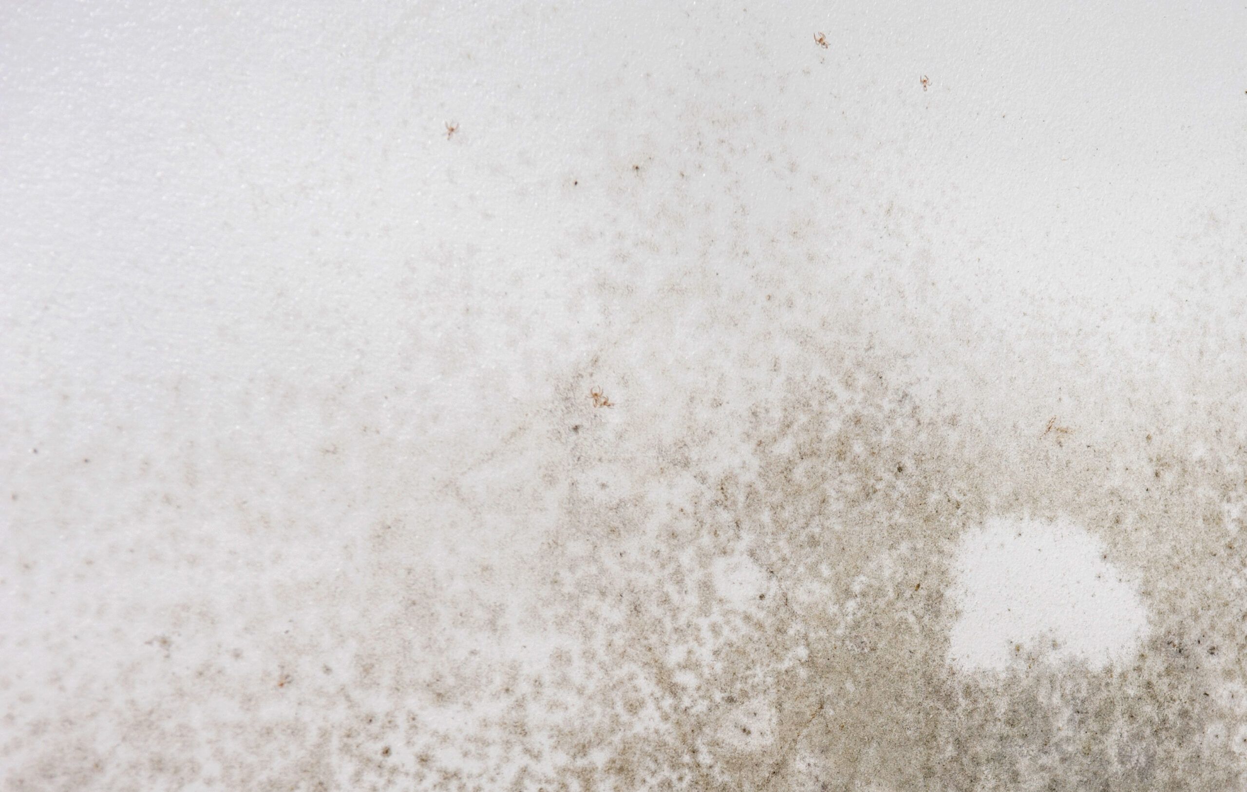 How To Remove Mold On Drywall