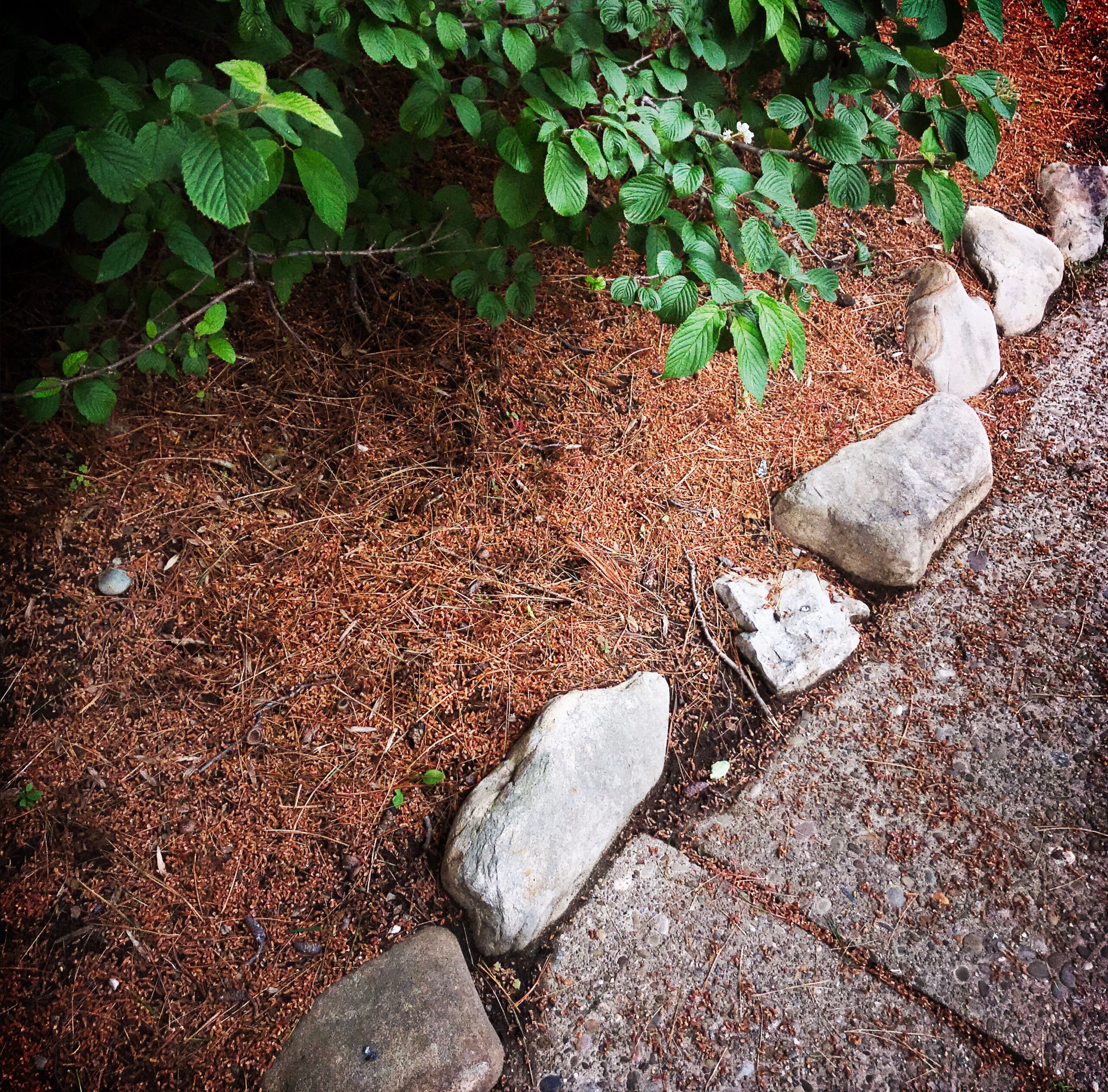 Should I Mulch with Pine Needles?