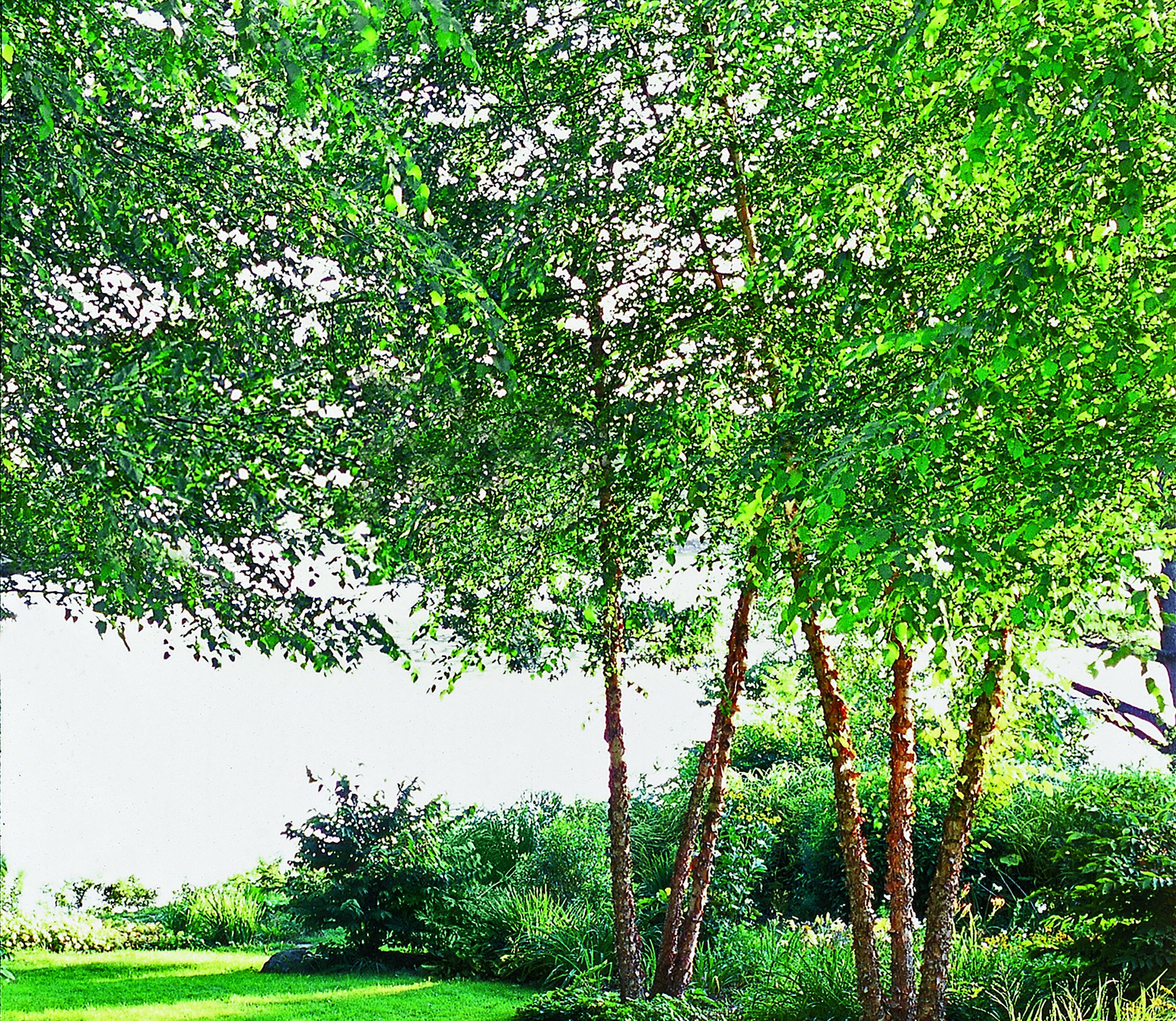 Best Fast-Growing Shade Trees