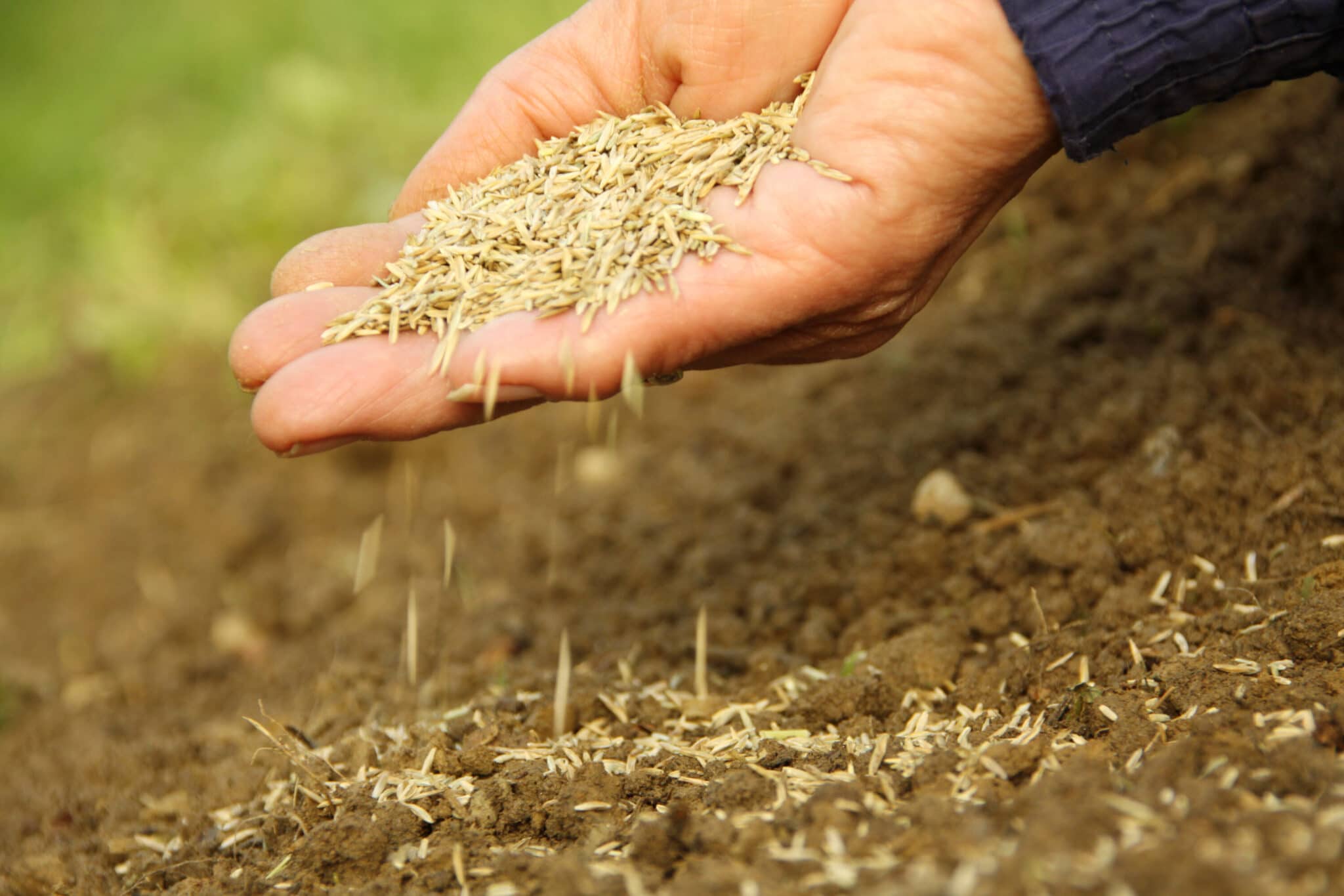 Exactly When to Plant Grass Seed in Spring
